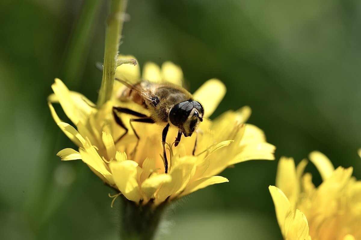 Осенний медосбор. - Юрий Осенний медосбор. - Юрий