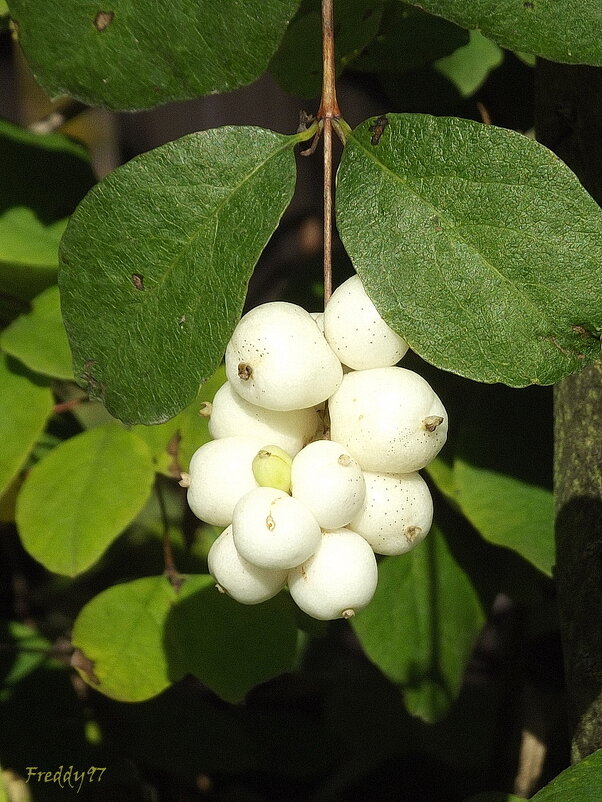Снежноягодник - Freddy 97