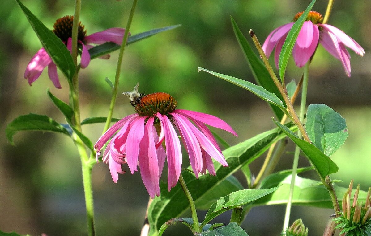 Осень, осень ... 5 - Natali 