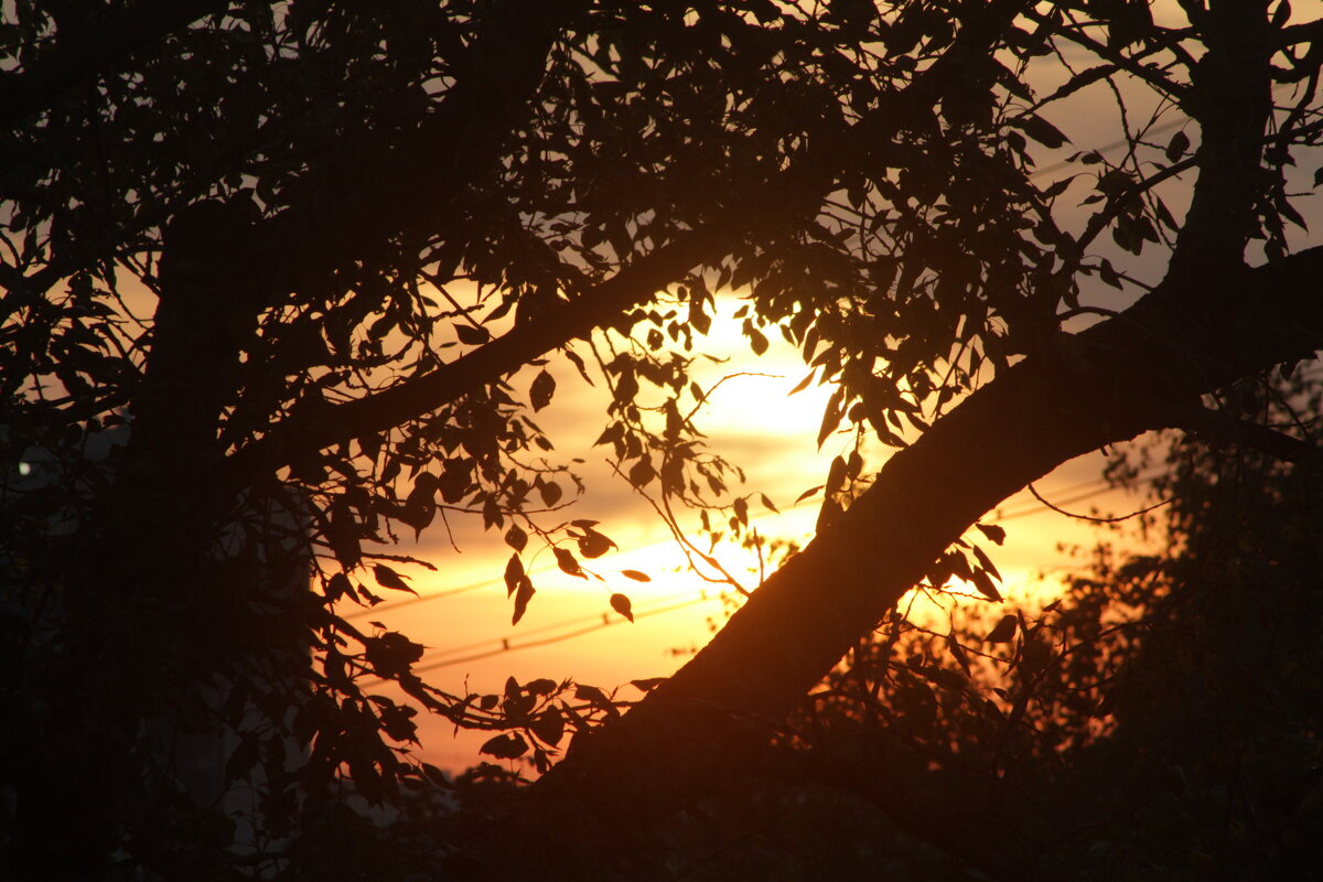 Палитра уходящего лета - олег свирский 