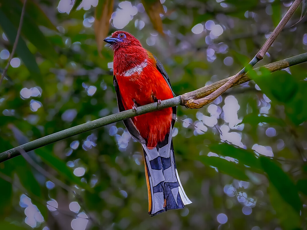 Эритроцефал гарпактес - Aleksey Afonin