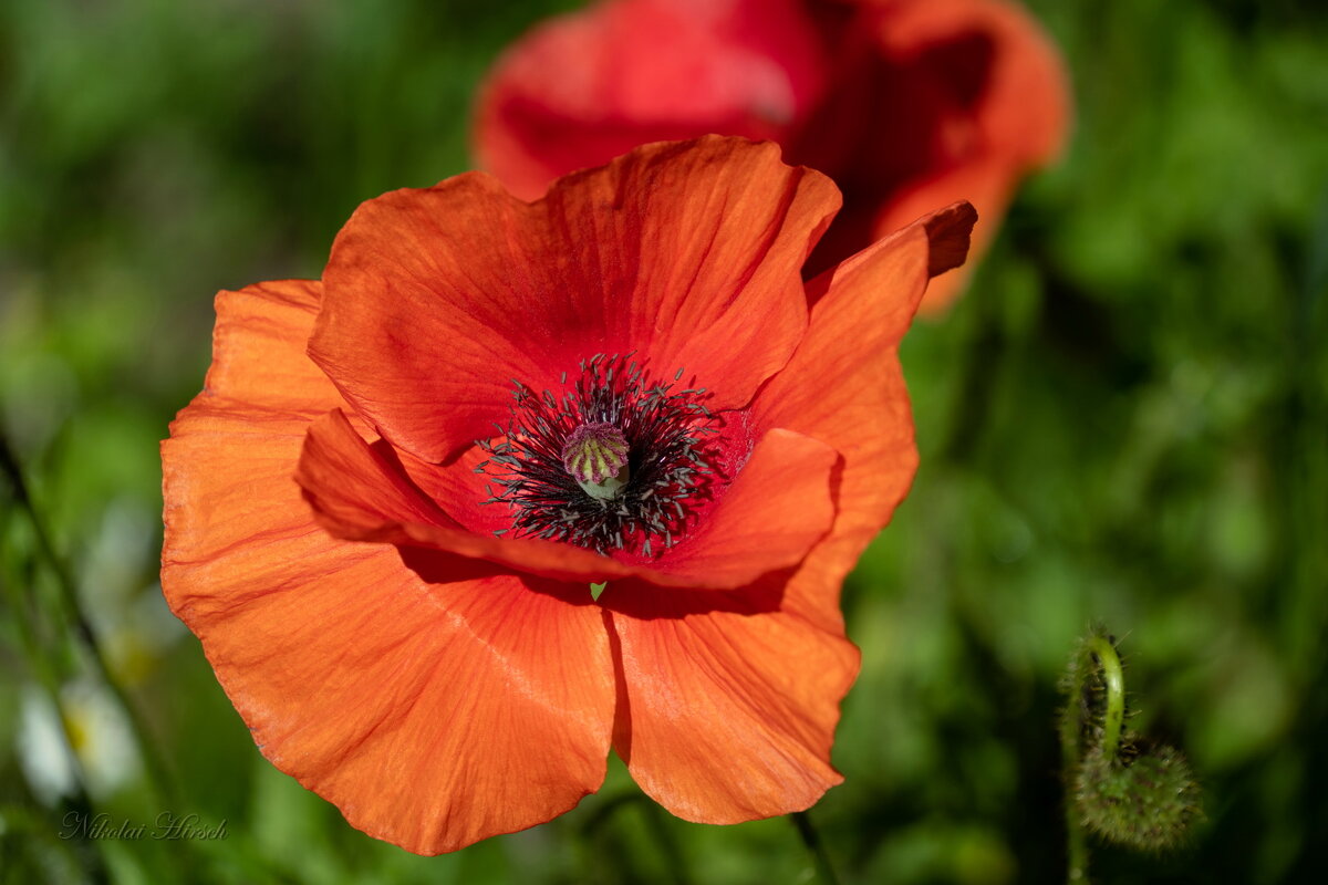 Алый мак... - Николай Гирш