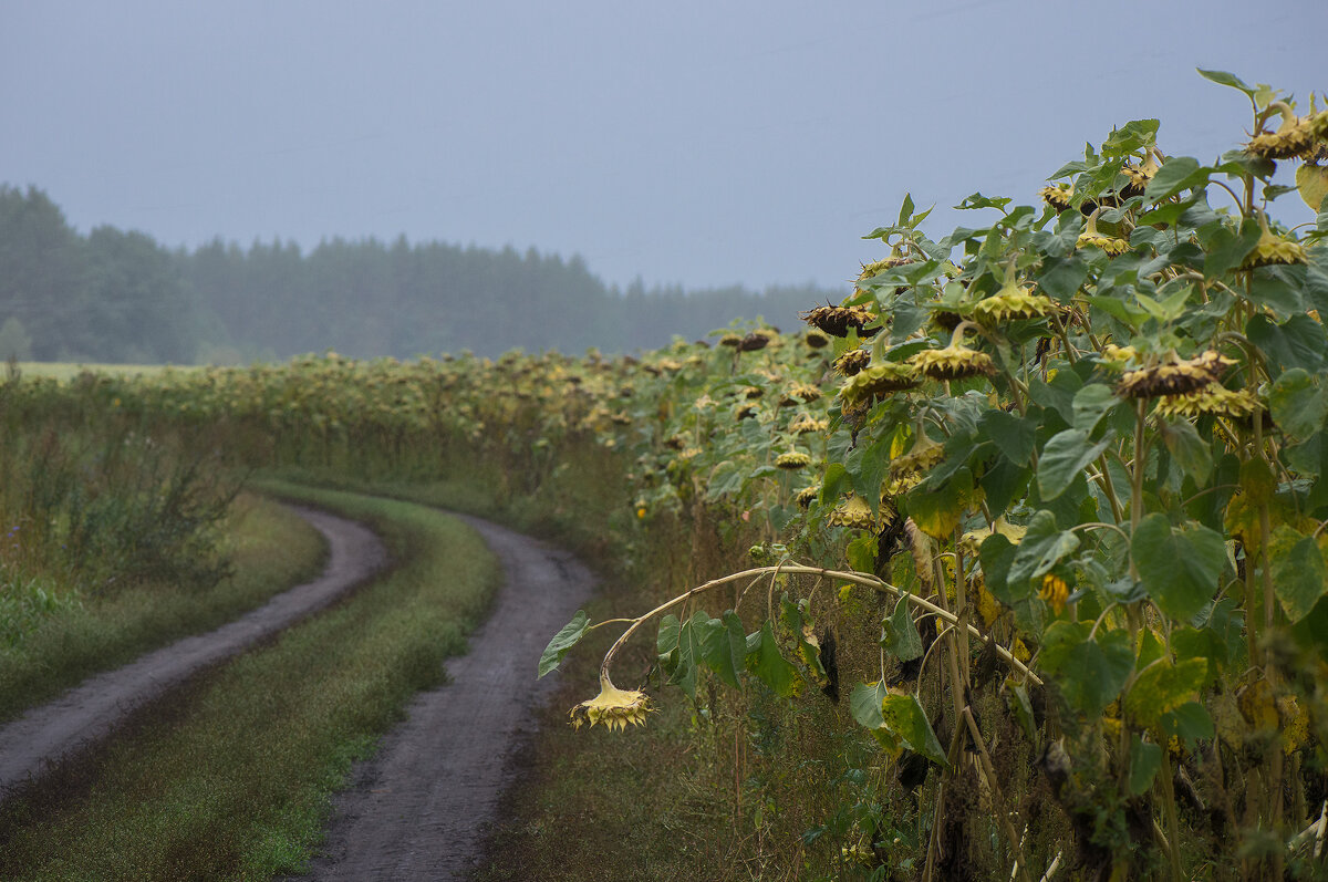 Осенние дожди... - Влад Никишин