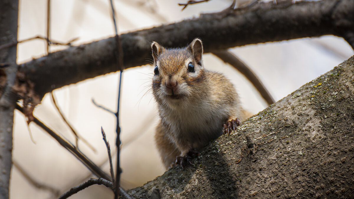 Где семечки ?!?! - Вадим Басов