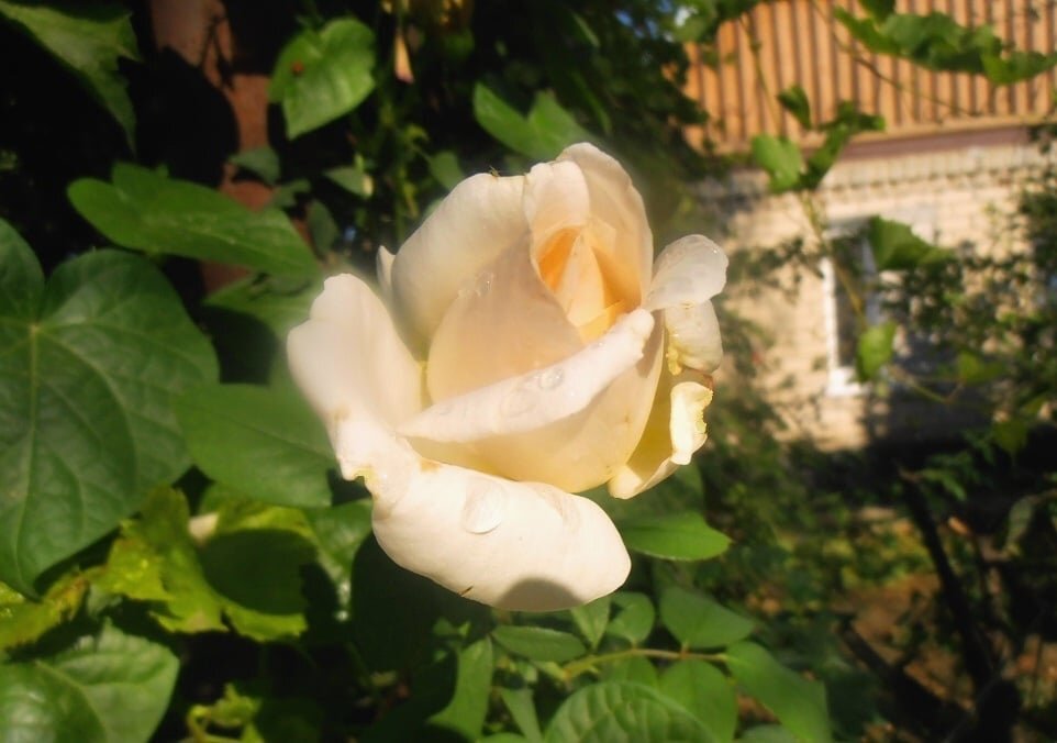 Сентябрьская роза - Наталья 