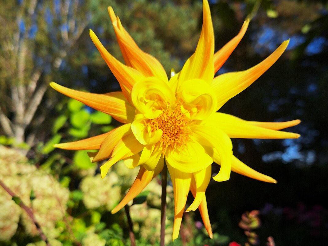 Георгин - Наталья 