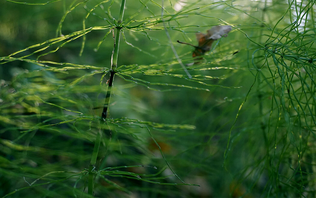Травинки-былинки ... - Лариса Корж