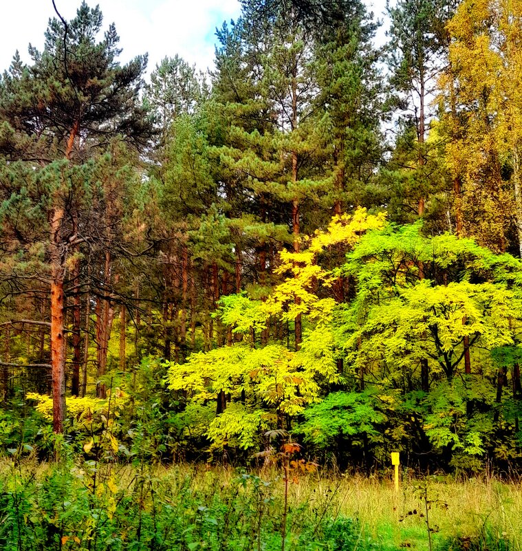 Осенний этюд . - Мила Бовкун