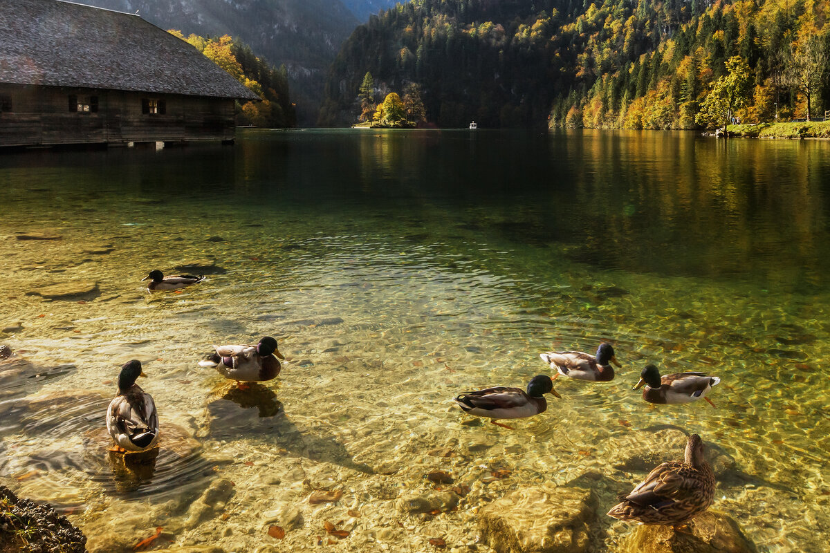 Бавария - Владимир Колесников