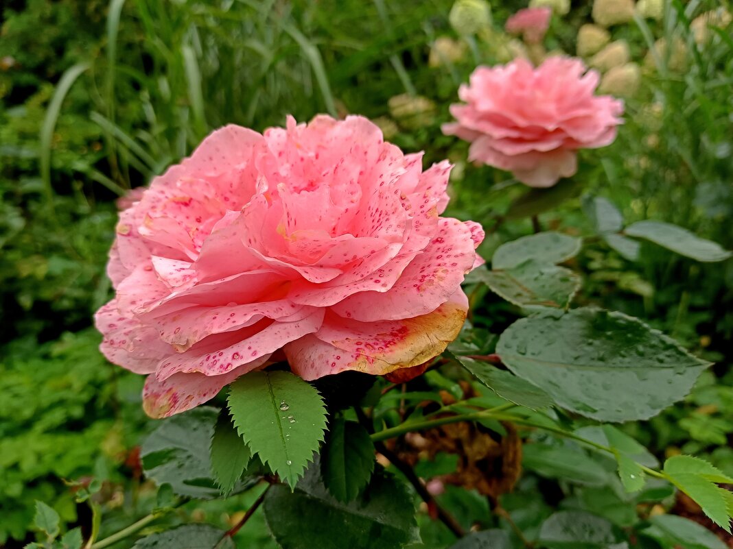 Розы в сентябре - Мария Васильева