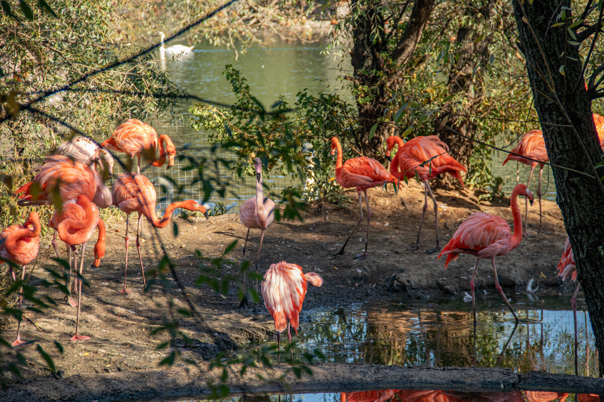 Розовые фламинго - Andrew Розовые фламинго - Andrew