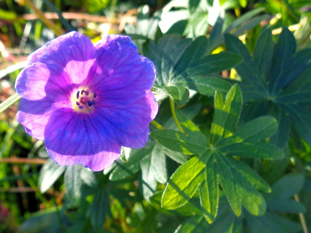 цветочек - Наталья 