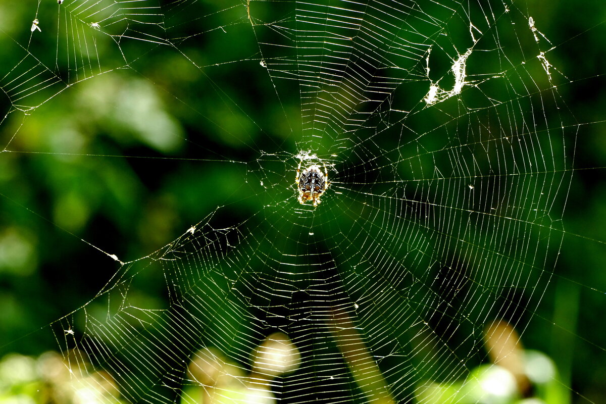 Из сегодняшней съёмки 12 - Александр Прокудин Из сегодняшней съёмки 12 - Александр Прокудин