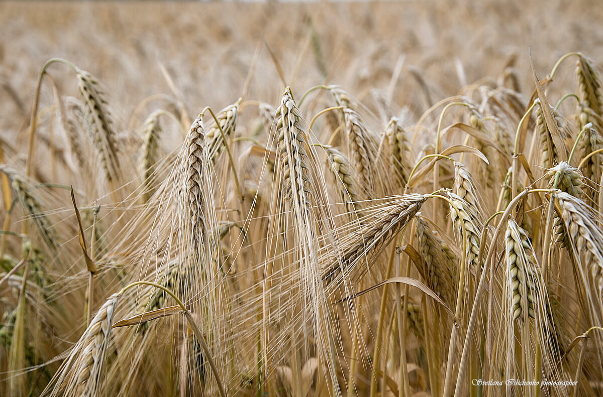 Золотые колосья пшеницы. - Светлана Ищенко