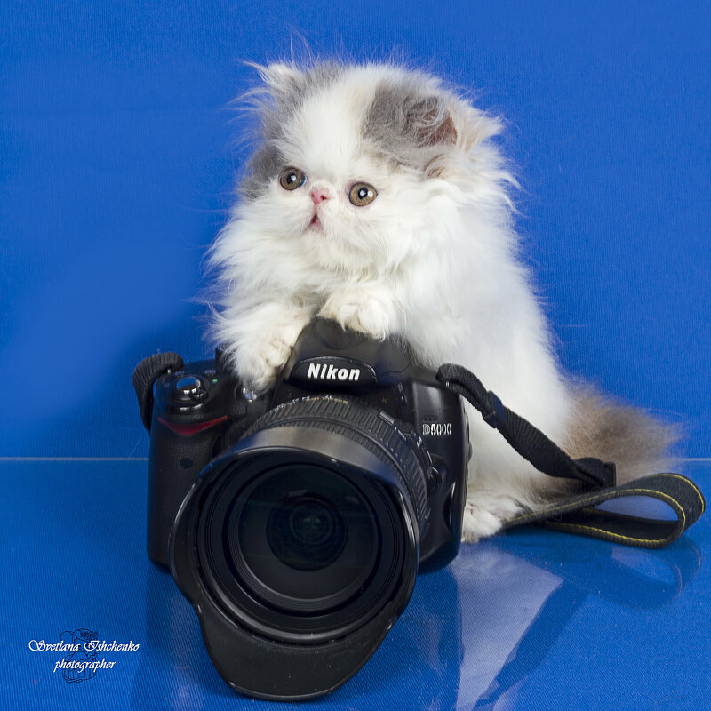 Очаровательный персидский котёнок - Светлана Ищенко