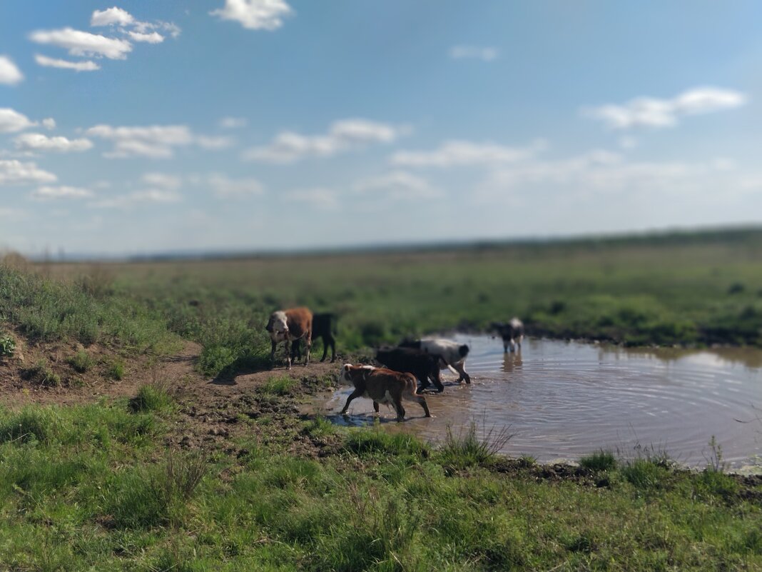 Степной водопой - Андрей Хлопонин