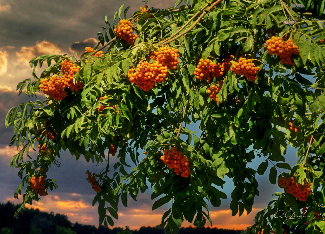 Рябина. - Анатолий Уткин