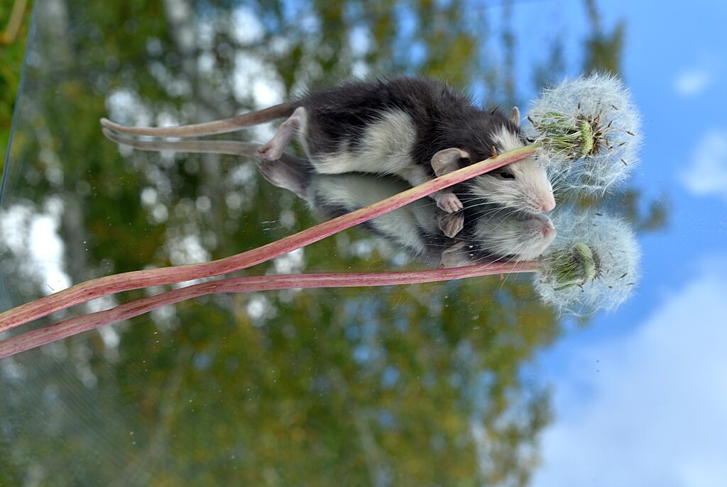 В небо лучше с парашютиками... )) - Владимир Хиль