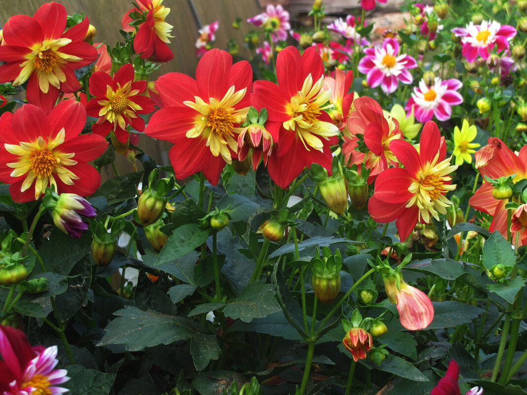 Красота - Людмила Смородинская