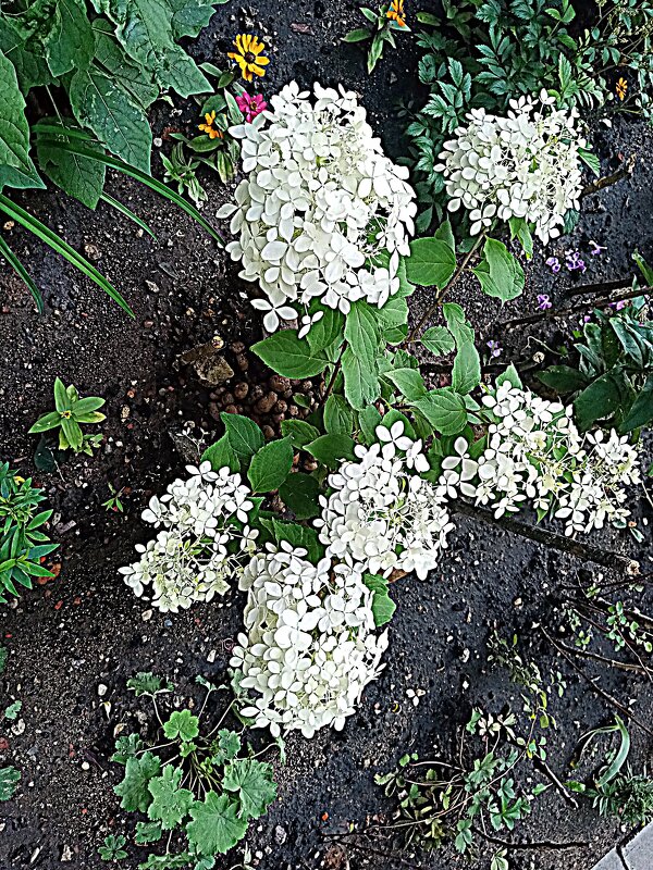 Цветы. - Владимир Драгунский