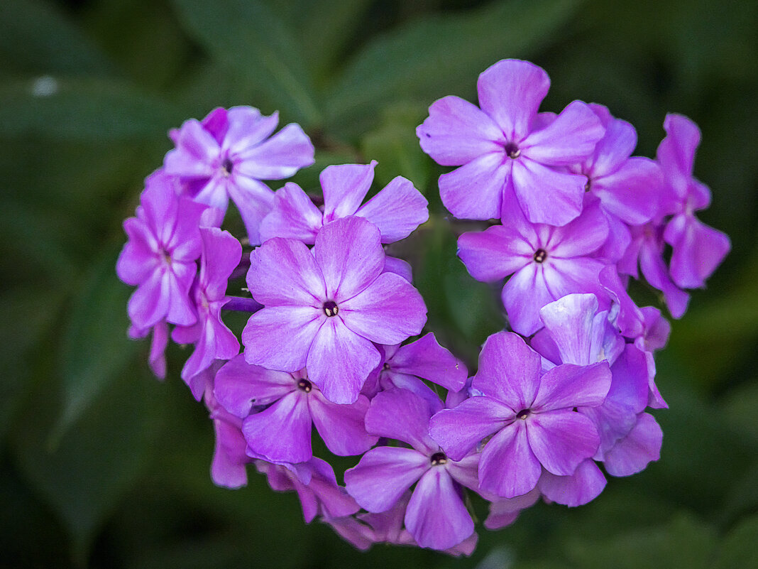 Флокс метельчатый - Aleksey Afonin