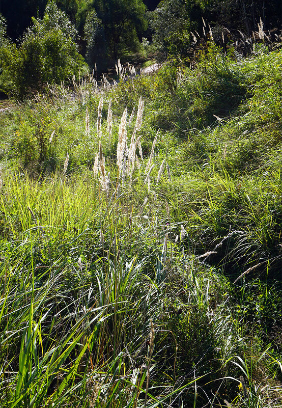 Травинки - Лариса Корж