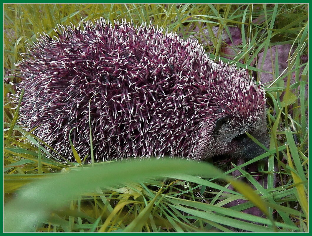 Ёжик в лесу. - Ольга Довженко Ёжик в лесу. - Ольга Довженко