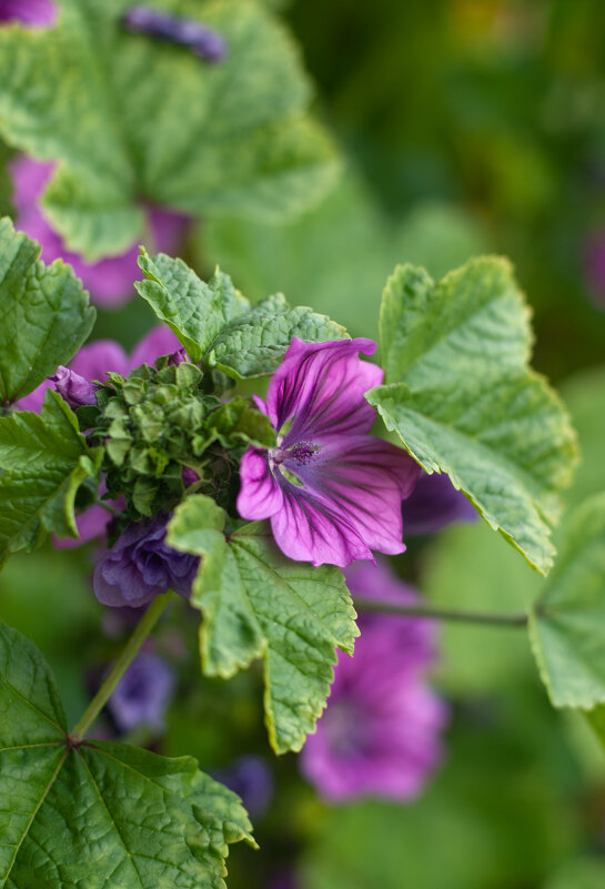 Мальва - Alexey_Ph5624 