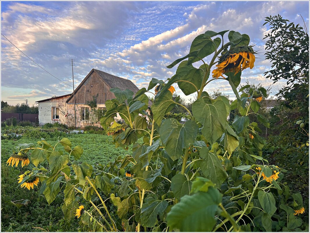 Осень. Деревенька. - Валерия Комова Осень. Деревенька. - Валерия Комова
