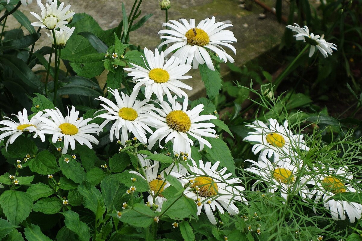 Ромашки - Рита Симонова