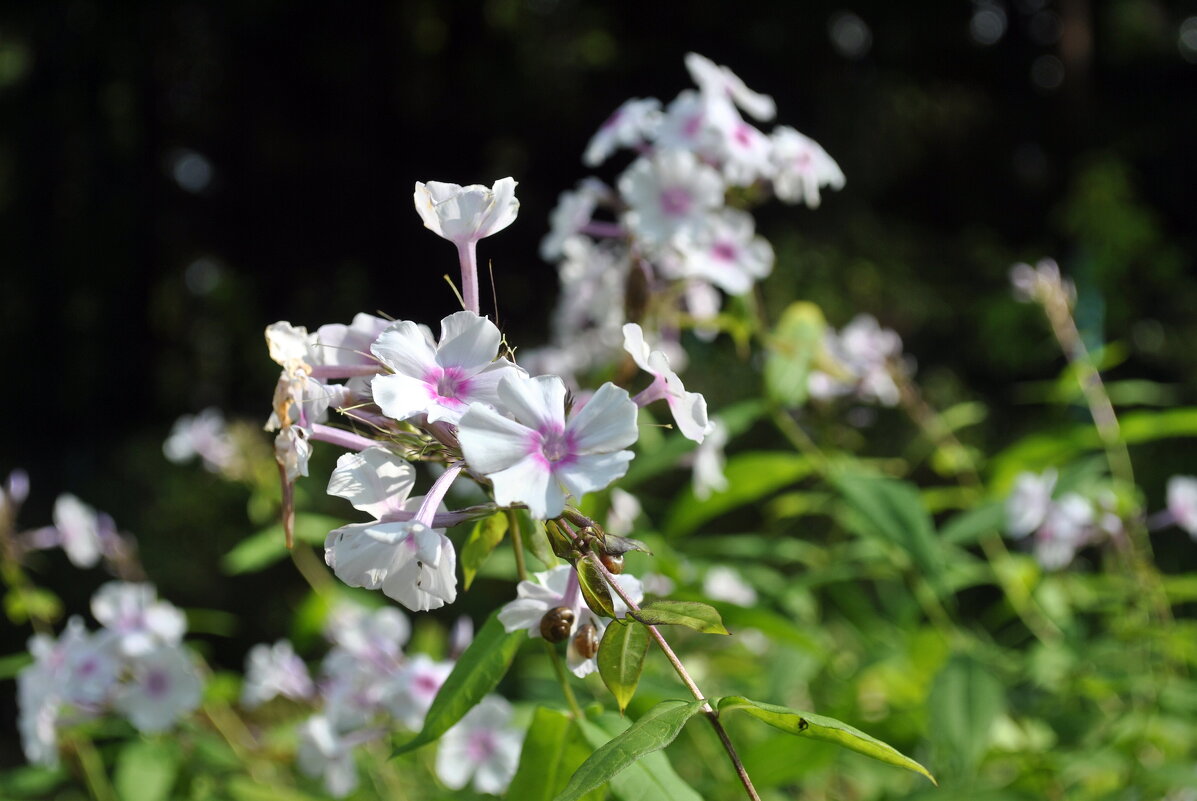 Сентябрьская быль - AleksSPb Лесниченко