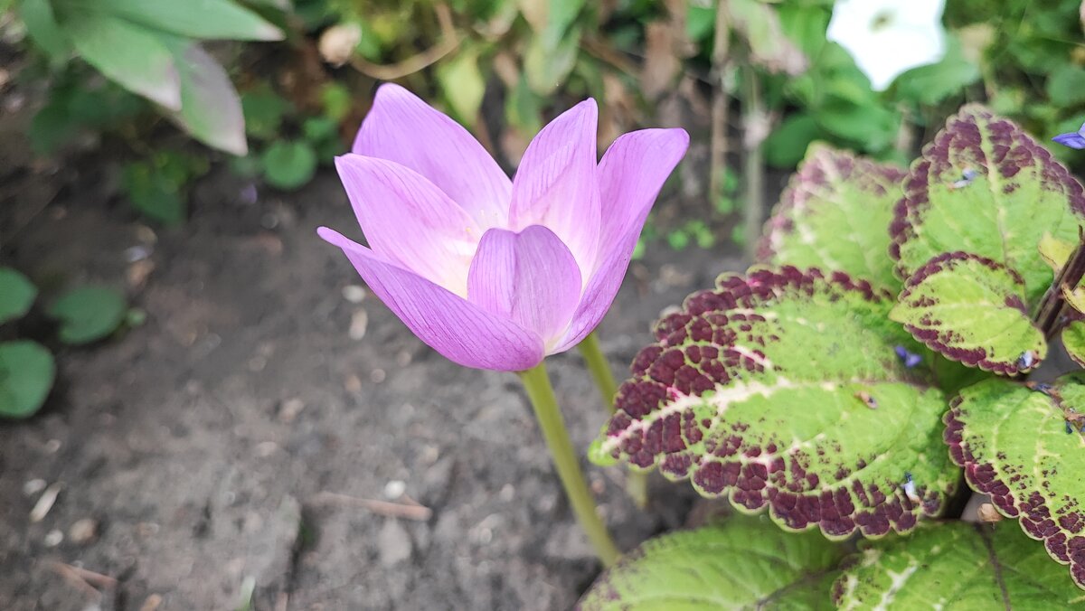 ,,, - Сергей Тимоновский