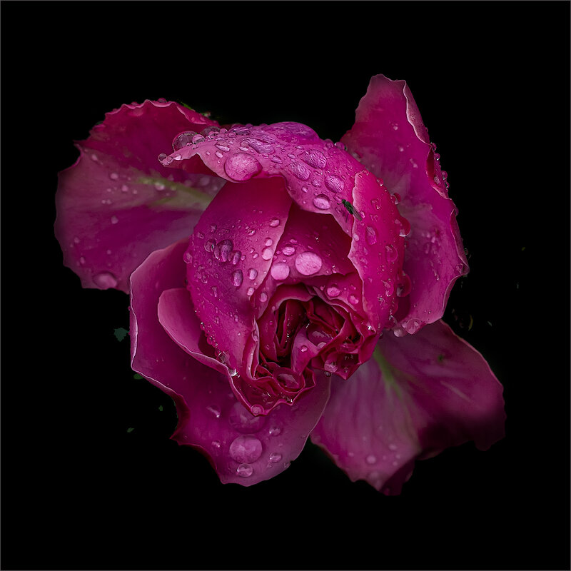 Пион. - Александр 