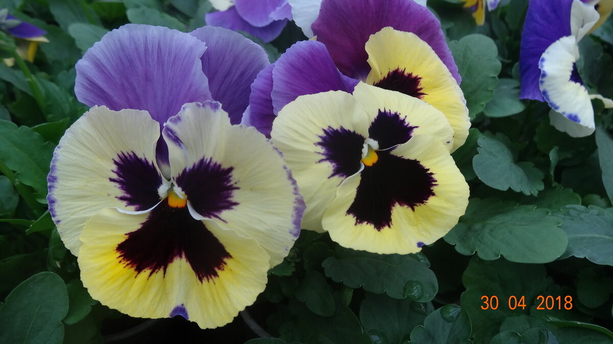 ВИОЛА - СЕРГЕЙ ФИЛОЧКИН