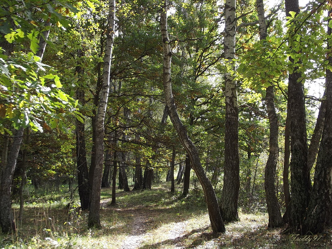 Осенний лес - Freddy 97