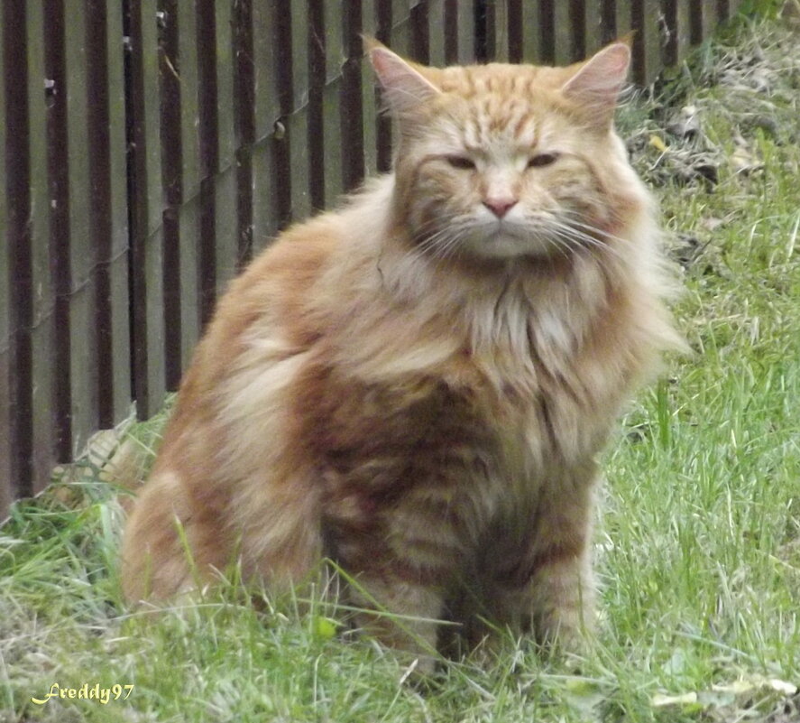 Дачник - Freddy 97