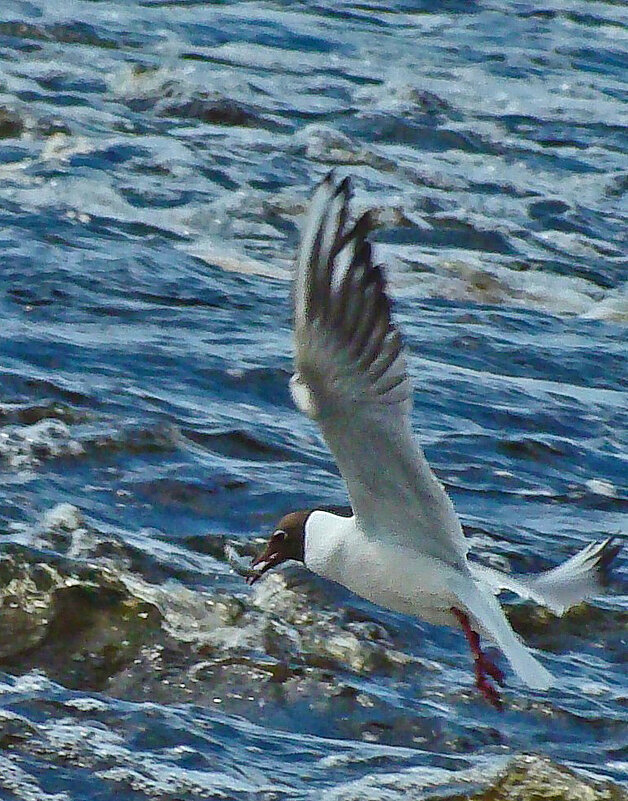озерная чайка с уловом - gawrilа - dan