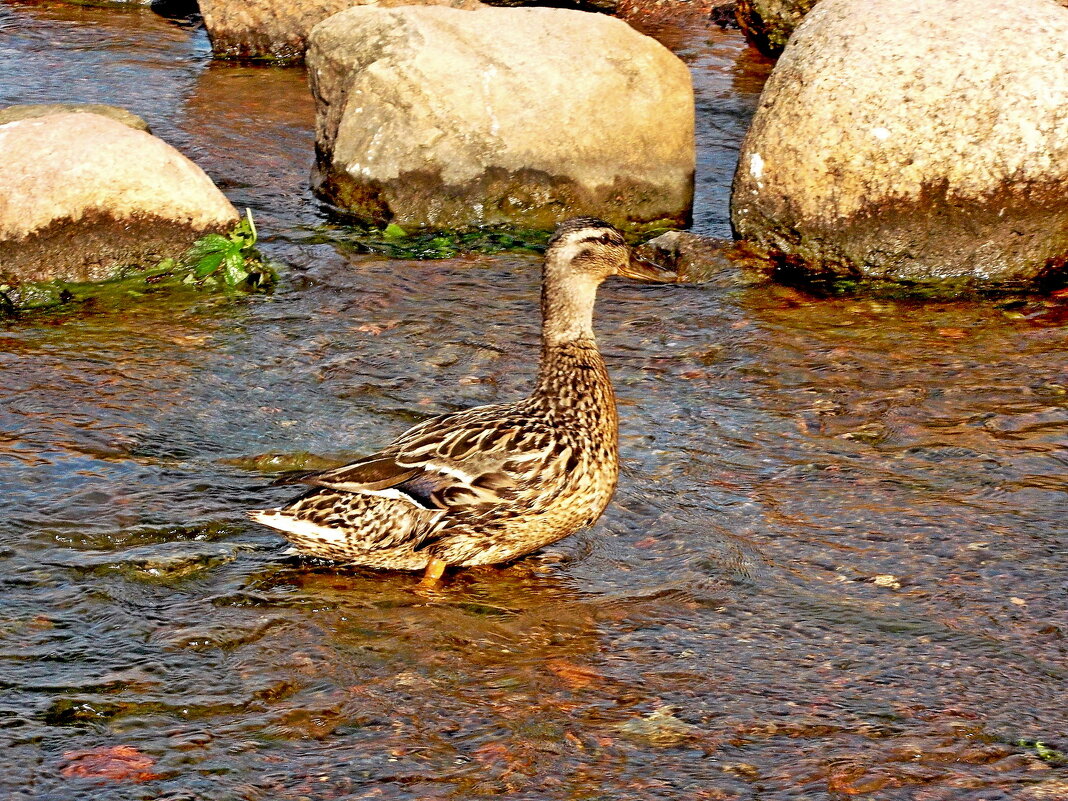 Утка на Финском заливе. - VasiLina * Утка на Финском заливе. - VasiLina *