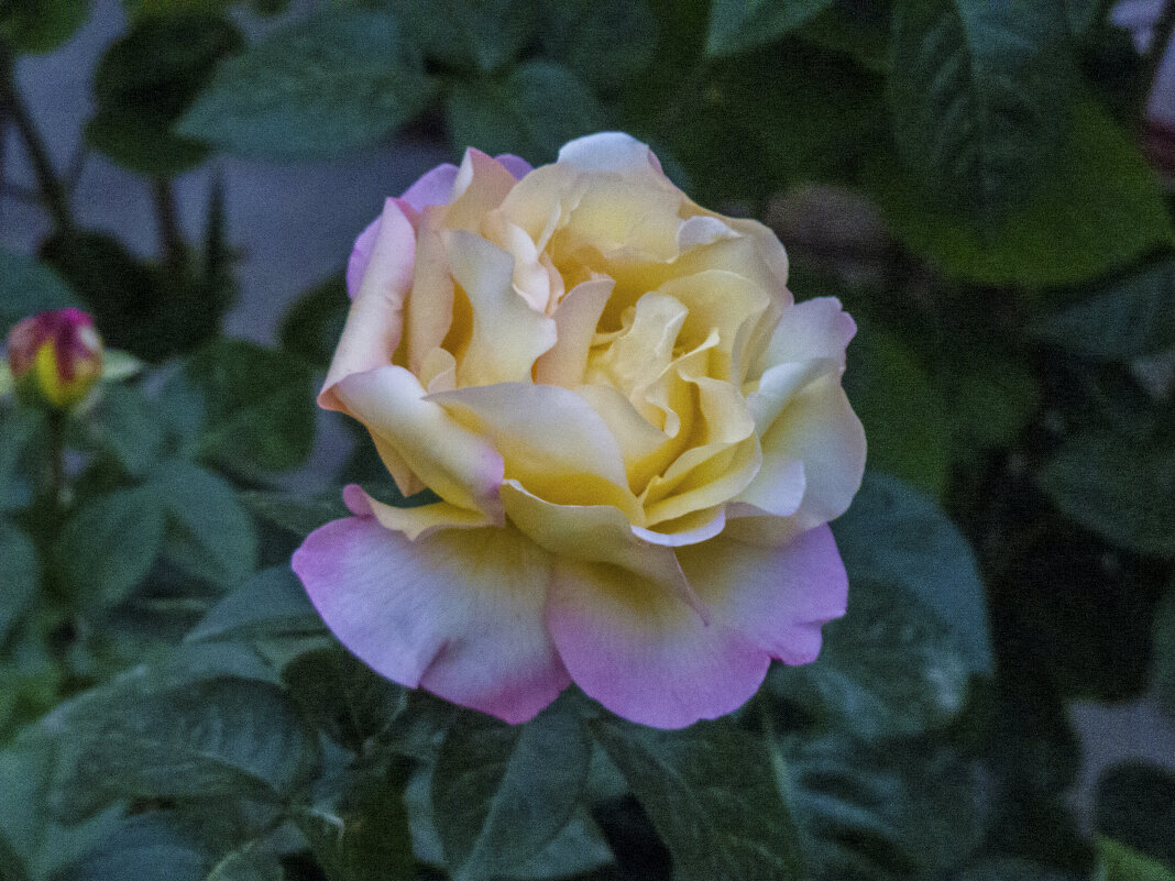 Глория  Дей - Валентин Семчишин