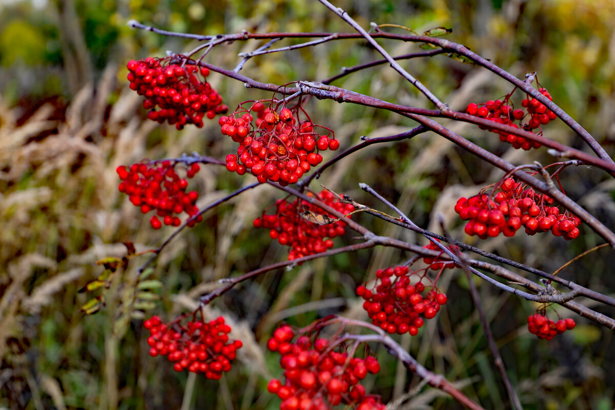 Рябина - краснов юрий 