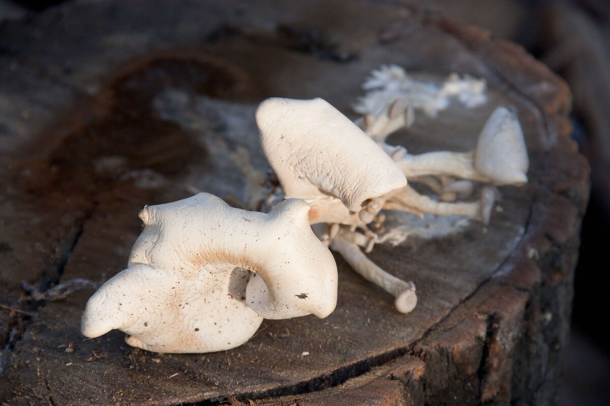 Грибы на чурке тополя . - Виктор 