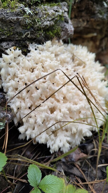 Ежовик коралловидный - Виктор 