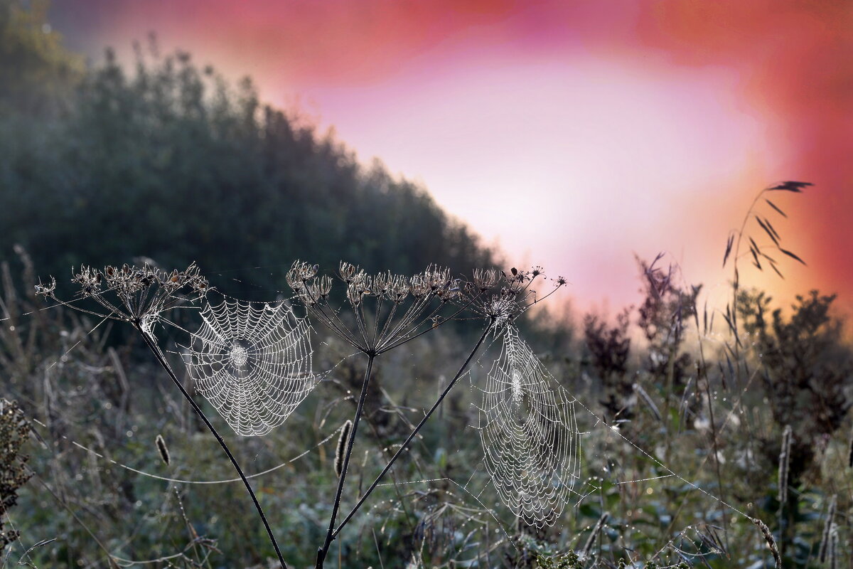 Царицыно 10 сентября - Михаил Бибичков