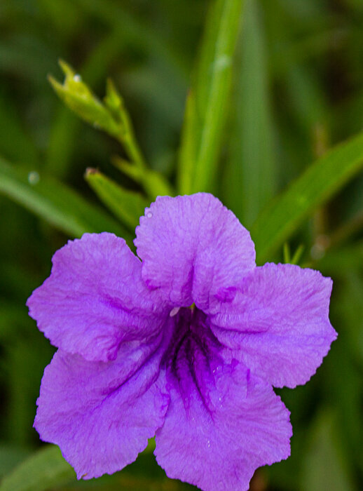 Руэллия мексиканская - Светлана SvetNika17 Руэллия мексиканская - Светлана SvetNika17