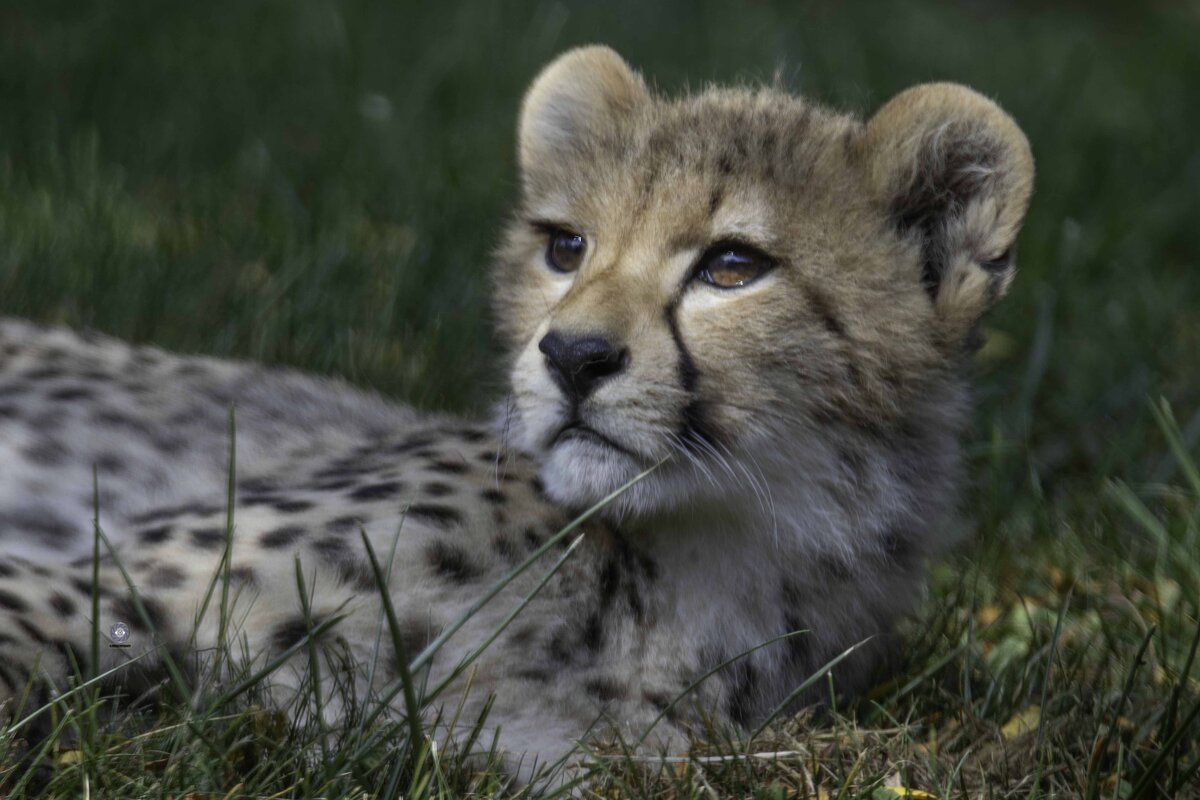 Cheetah cub - Al Pashang 