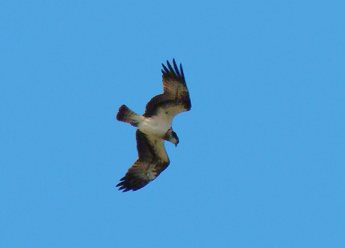 скопа - gawrilа - dan