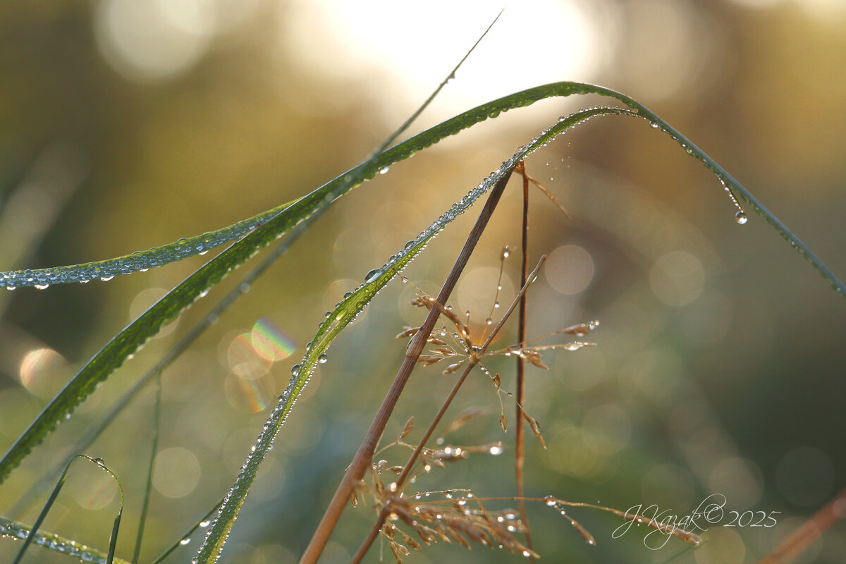 *** - Елена Kазак (selena1965)