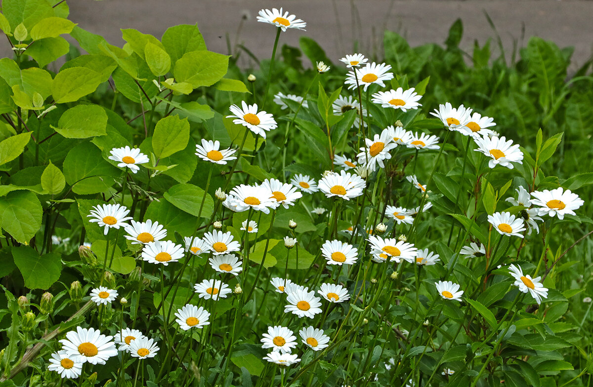 Было лето... - Светлана 