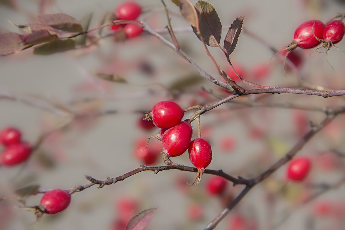 Осенний принт. - Bosanat 