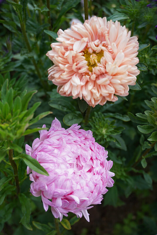 Цветы осени - Ольга Цветы осени - Ольга